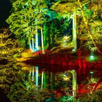 Buy canvas prints of Christmas at Bedgebury Forest | Flimwell | Kent by Adam Cooke