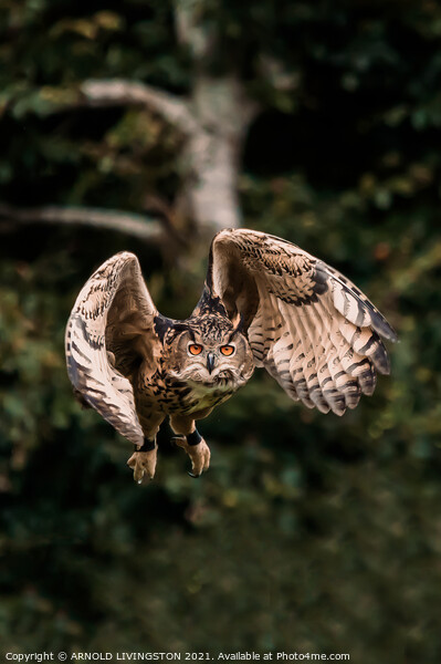 Owl in flight Picture Board by Arnie Livingston