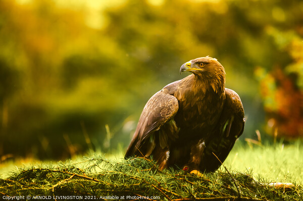 Golden eagle Picture Board by Arnie Livingston