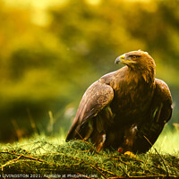 Buy canvas prints of Golden eagle by Arnie Livingston