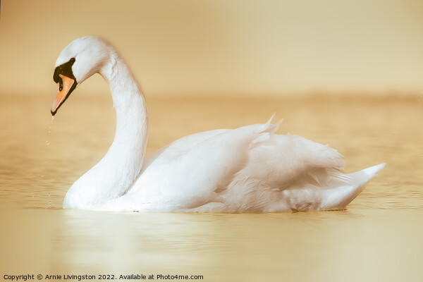 Majestic Swan Gliding on Water Picture Board by Arnie Livingston