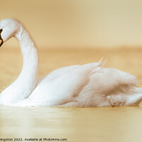 Buy canvas prints of Majestic Swan Gliding on Water by Arnie Livingston