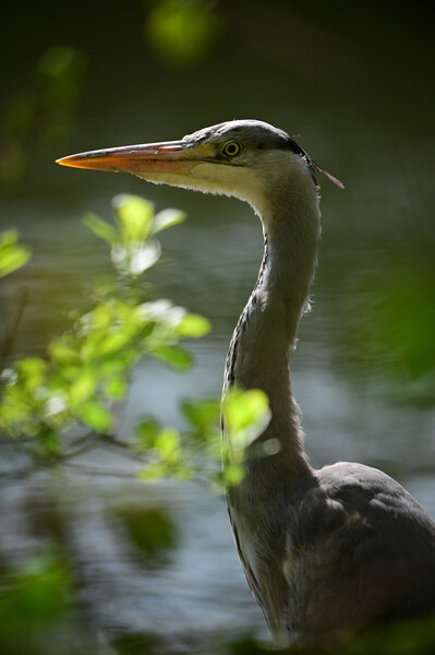 Majestic Heron Stands Guard Picture Board by Arnie Livingston