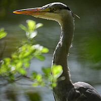 Buy canvas prints of Majestic Heron Stands Guard by Arnie Livingston