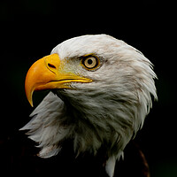Buy canvas prints of Bold Eagle's Intimate Portrait by Arnie Livingston