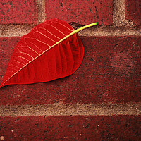 Buy canvas prints of Red Leaf by Tony Mumolo
