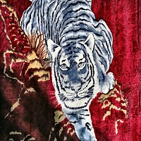 Buy canvas prints of Tiger by Tony Mumolo