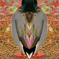 Buy canvas prints of Duck by Tony Mumolo