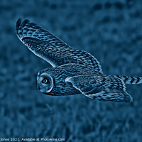 Buy canvas prints of Night Owl by Ste Jones