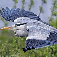 Buy canvas prints of A majestic Grey Heron silently gliding over a lake by Ste Jones