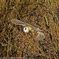 Buy canvas prints of Barn Owl inlow flight by Ste Jones