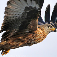 Buy canvas prints of Red Kite Close Pass by Ste Jones