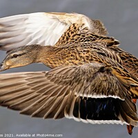 Buy canvas prints of Mallard Duck In Flight by Ste Jones
