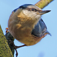Buy canvas prints of Inquisitive Nuthatch by Ste Jones