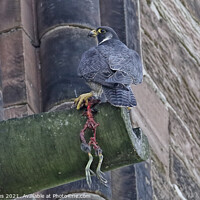 Buy canvas prints of Peregrine With Remains Of Its Prey by Ste Jones