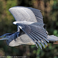 Buy canvas prints of Grey Heron In Flight by Ste Jones