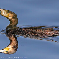 Buy canvas prints of Mutant Cormorant On Toxic Lake by Ste Jones