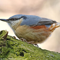 Buy canvas prints of A Chubby Little Nuthatch Clinging To A Tree Branch In Merseyside by Ste Jones
