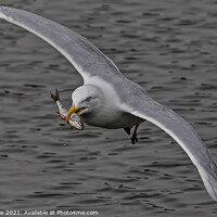 Buy canvas prints of Gull With Fish by Ste Jones