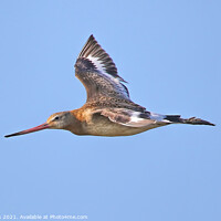 Buy canvas prints of Bar Tailed Godwit In Flight by Ste Jones