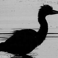 Buy canvas prints of A Natural Silhouette Of A Grey Heron by Ste Jones