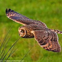 Buy canvas prints of Short Eared Owl In Low Flight by Ste Jones