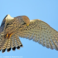 Buy canvas prints of A Female Kestrel In The Hover by Ste Jones