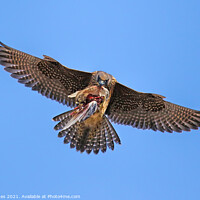 Buy canvas prints of Peregrine Falcon In Flight With Prey by Ste Jones