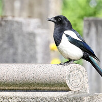 Buy canvas prints of Magpie Perched Atop A Headstone. by Ste Jones
