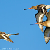 Buy canvas prints of Bar Tailed Godwits In Flight by Ste Jones
