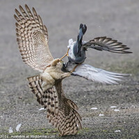 Buy canvas prints of Sparrowhawk Inverted Attack by Ste Jones