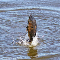 Buy canvas prints of One Carp A Leaping by Ste Jones