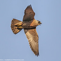 Buy canvas prints of A Vocal Young Peregrine Falcon In Flight by Ste Jones