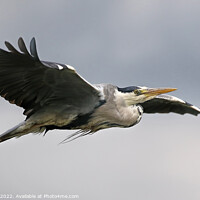 Buy canvas prints of Grey Heron In Flight Over A River Near Ilkley Moor Yorkshire by Ste Jones