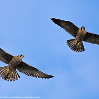 Buy canvas prints of Peregrine Falcons In Flight by Ste Jones