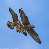 Buy canvas prints of Peregrine Falcons In Flight by Ste Jones