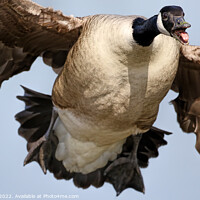 Buy canvas prints of Butterball On Approach by Ste Jones