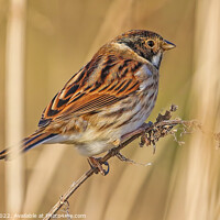 Buy canvas prints of Reed Bunting Amongst  Reeds by Ste Jones