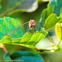 Buy canvas prints of The Happy Dragonfly by Ste Jones