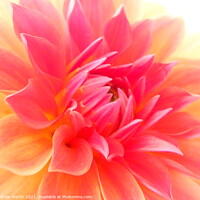 Buy canvas prints of Dahlia in soft macro by Andrew Worth