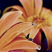 Buy canvas prints of Picture in a droplets  by Andrew Worth