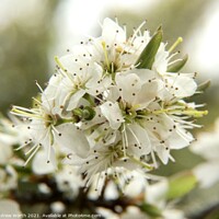 Buy canvas prints of Hawthorn in bloom by Andrew Worth