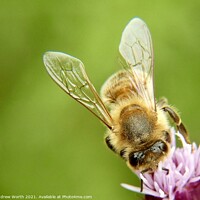 Buy canvas prints of The honey bee and the thistle by Andrew Worth