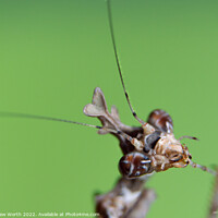 Buy canvas prints of Cryptic mantis by Andrew Worth