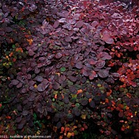 Buy canvas prints of Autumn Leaves  by Tone F