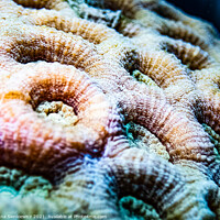 Buy canvas prints of A close up of a coral by Anna Sienkiewicz