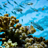 Buy canvas prints of Glass fish (Red Sea) by Anna Sienkiewicz