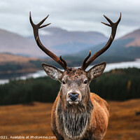 Buy canvas prints of A deer looking at the camera by James Ball