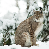 Buy canvas prints of Lynx in the snow by James Ball