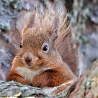 Buy canvas prints of A close up of a squirrel by Neil Cargill